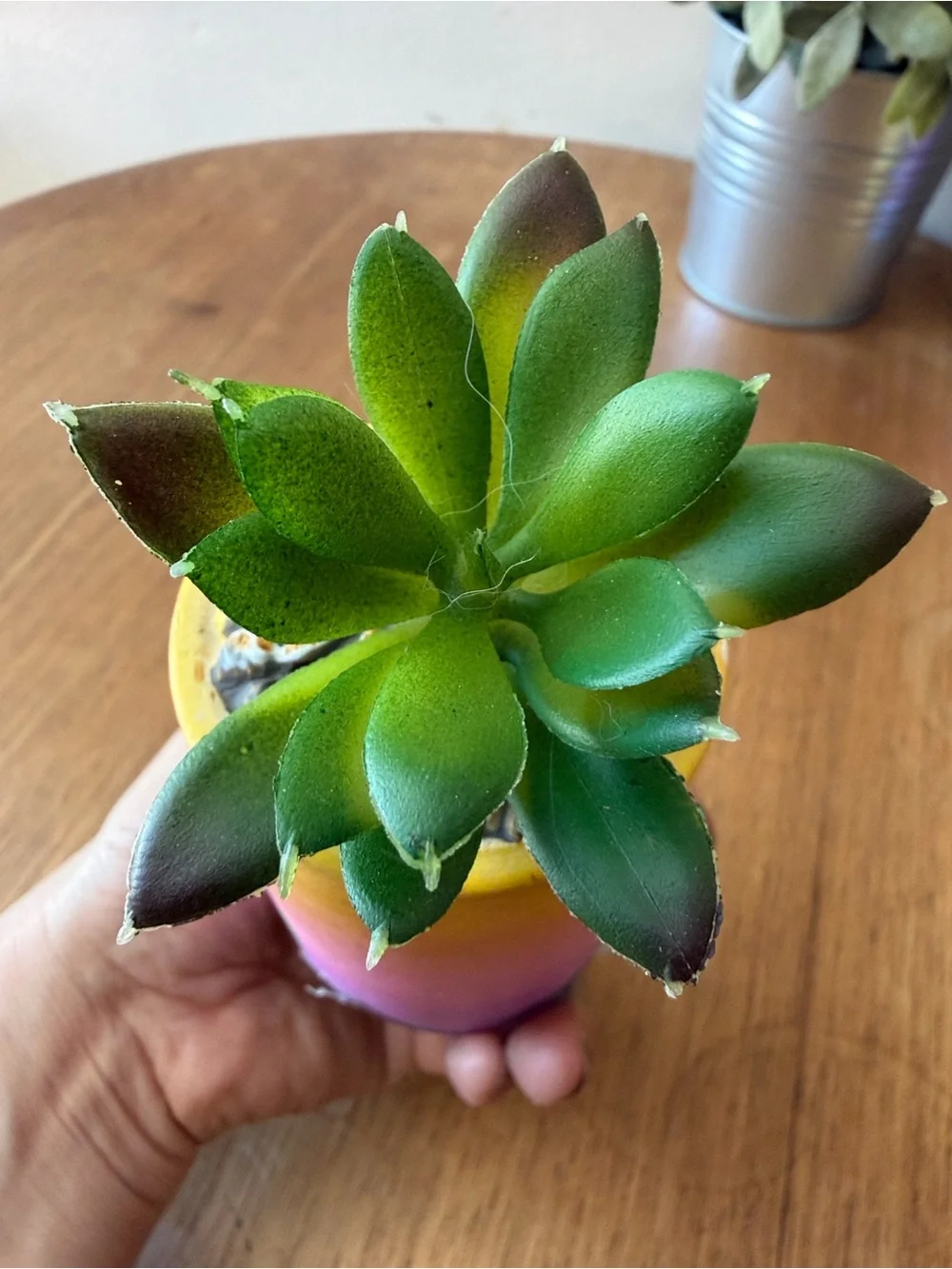 Hobby Lobby Gradient ombré Mini Succulent Planters